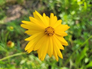 yellow flower in the garden 