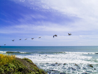 pacific ocean birds