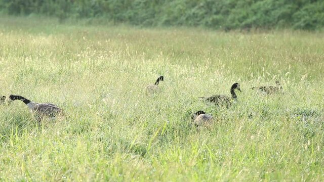 Canadian Geese eating grass in summer morning