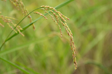 実る稲穗