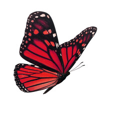 Beautiful red monarch butterfly