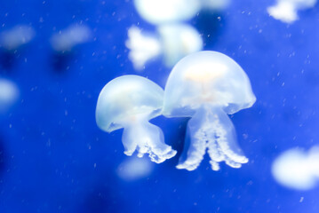 jellyfish in the water