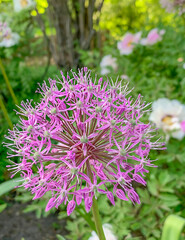 Purple allium giganteum spherical beautiful flowers on a blurred garden background