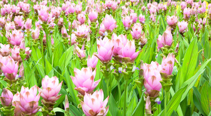 Pink Siam tulip fields in the park.