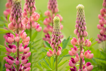 A patch of beautiful, vibrant pink lupine on a lush, green background
