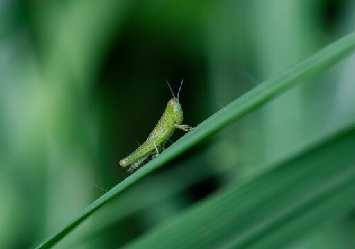 コバネイナゴ Images Browse 50 Stock Photos Vectors And Video Adobe Stock