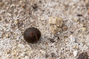 One of the millipede's species