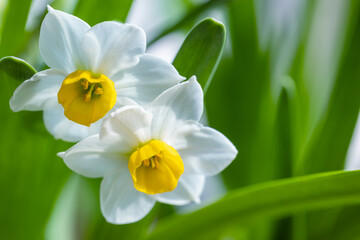 beautiful white narcissus in full blooming