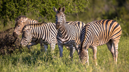 Fototapeta na wymiar Four Common Zebra
