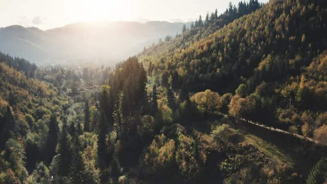 Autumn sunset mountain forest road. Drone fly low over green spruce coniferous and pine trees in canyon. Mount range in soft light. Nature background. Travel destinations. Beautiful wild landscape.