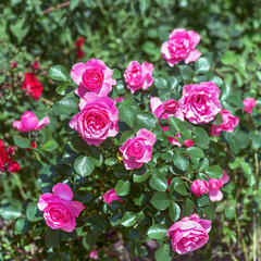 Standard rose 
