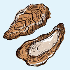 Oysters vector icon. Isolated illustration of an open and closed oyster. A seafood delicacy. Colored sketch of food. Fresh sea clam in the shell. Hand-drawn marine animal. Bivalve molluscs. © shamanistik_art