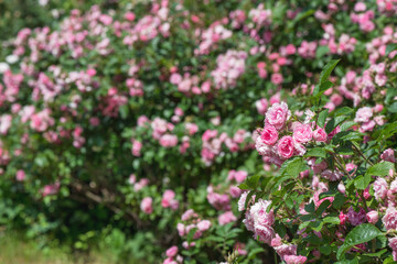 Climbing rose "Sharika-Asma" - flowers are initially wide-open, cupped, gradually bend back, forming an ideal rosette, densely double. Very delicate pink color.