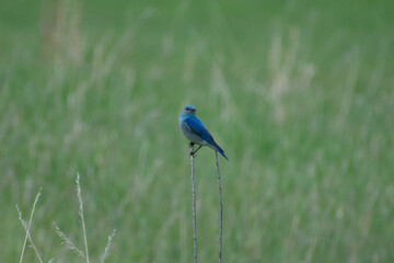 mountain bluebird