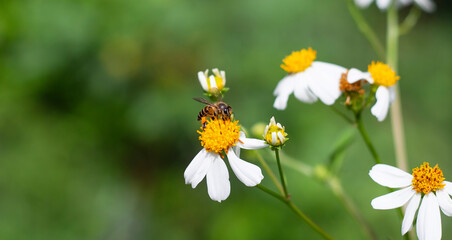 bee on a flower