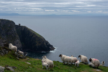 sheep on an irish hill