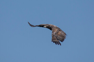 juvenile bald eagle in flight
