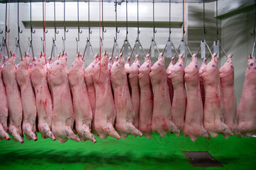 食肉センターの豚肉