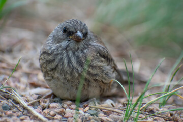baby finch