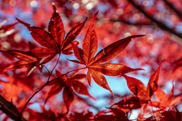 red autumn leaves