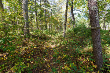 Sikhote-Alin Biosphere Reserve. Far Eastern reserved forest. An ecological forest trail runs in a dense autumn forest.