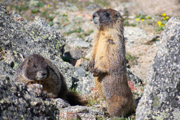 two marmots in the mountains
