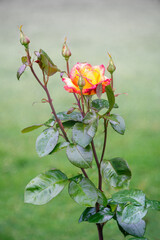 Sheilas Perfume Floribunda rose blossoms in summer