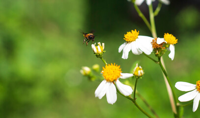 bee on a flower in the garden