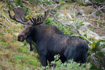 moose in the woods