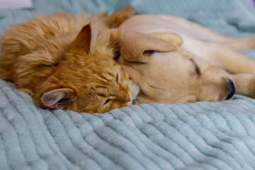 Small cute labrador retriever puppy dog and young cat on a bed. Friendship of pets