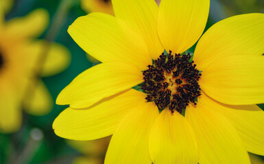 花　クローズアップ