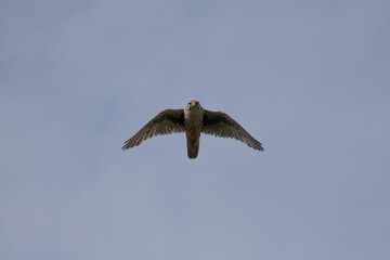 Obraz premium hawk in flight