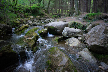 Naklejka na ściany i meble stream in the irish forest