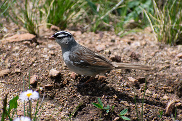 female sparrow