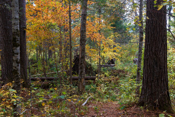 Sikhote-Alin Biosphere Reserve. Far Eastern reserved forest. The trunks of trees stand in a dense taiga forest in the reserve. Autumn forest.