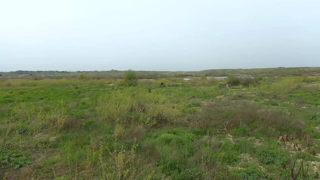 aerial footage of Cow standing in the orchard