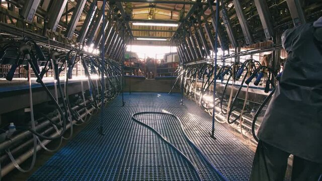 Dairy farm worker clean and sterile Cows milking parlor of parallel design