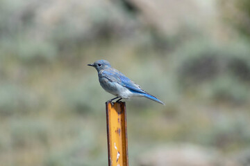 mountain bluebird on a fencepost