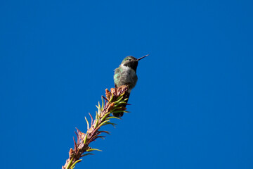 hummingbird on a branch