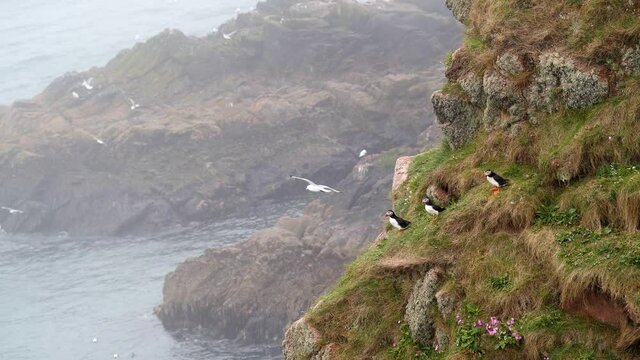 Three puffins on a ledge on the cliffs at Bullers of Buchan