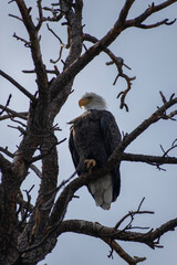 american bald eagle