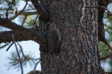 Obraz premium woodpecker on a tree