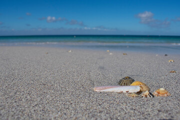 Naklejka na ściany i meble sea shells on the aran island seashore