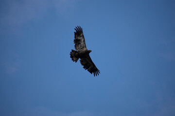 juvenile bald eagle in flight