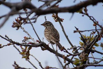 sparrow on branch