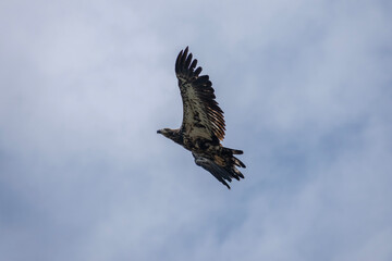 juvenile bald eagle soaring