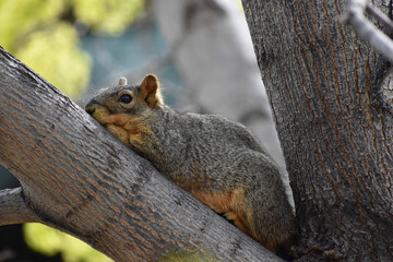 Naklejka na ściany i meble squirrel laying on tree