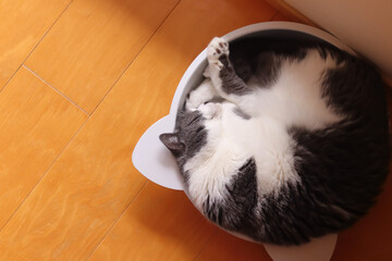 猫鍋で丸くなって寝ている猫の寝姿 上から見た猫の寝相 - obrazy, fototapety, plakaty