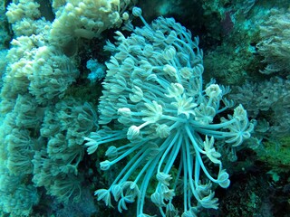 coral reef in the sea