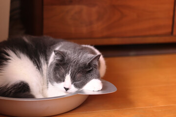 ひんやり猫鍋が気持ちいい猫の寝姿